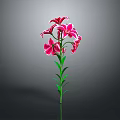 Beautiful Pink Lily Plant With Green Stem And Leaves On Gray Background