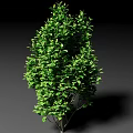 Lush Green Arbor Tree With Dense Foliage And Strong Trunk