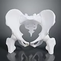 Medical Device Anatomical Pelvic Bone Model For Educational And Research Use 3d model