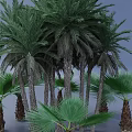 Tall Palm Trees With Lush Green Fronds And Sturdy Trunks Surrounded By Smaller Palm Plants