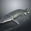 Sturgeon Aquatic Animal With Long Snout Bony Plates Silver Gray Color And Elongated Body
