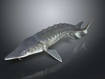 Sturgeon Aquatic Animal With Long Snout Bony Plates Silver Gray Color And Elongated Body 3d model