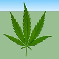 Fresh Green Cannabis Leaf With Natural Veins And Botanical Texture