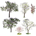 Various Ornamental Trees Featuring Purple Blossoms Green Leaves and Different Foliage