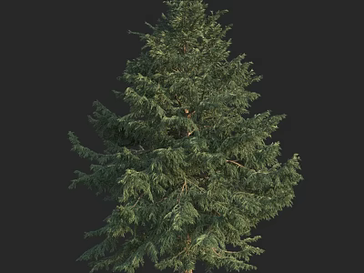 Evergreen Arbor With Dense Lush Green Foliage And Tall Straight Trunk 3d model