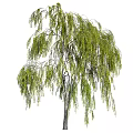 Various Arbor Trees With Weeping Willow And Round Crown Shapes And Green Foliage For Landscaping