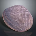 Beautiful Clam Shell With Intricate Purple Texture And Rounded Shape On Dark Background