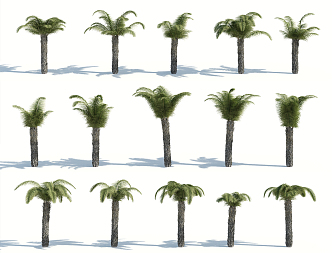 Modern Palm Tree 3d model