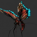 Colorful Butterfly With Blue Red Brown Iridescent Wings And Long Legs On Dark Background