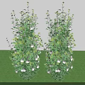 Lush Green Shrubs With White Flowers In Garden Against Gray Wall And Green Grass