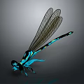 3D Rendered Dragonfly With Black Blue Body And Transparent Wings