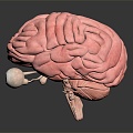 Middle Middle Meningeal Artery Middle Dural Artery in Modern Cerebral Middle Meningeal Artery 3d model