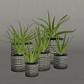 Striped Metal Cans Holding Potted Aloe Vera Plants On Light Background