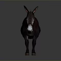 Brown Donkey Standing Against Dark Background With Natural Features