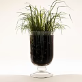 Grassy Bonsai Potted Plant in Transparent Glass Vase with Black Pebbles on White Background