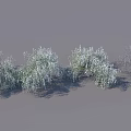 Weeping Willow Trees With Lush Green Foliage And Hanging Branches In Natural Cluster Formation