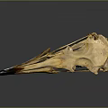 Anatomical Bird Skull Skeleton With Black Yellow Beak On Dark Reflective Background