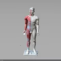 Human Body Model Showing Anatomical Organs And Hair Structure Left Right Comparison
