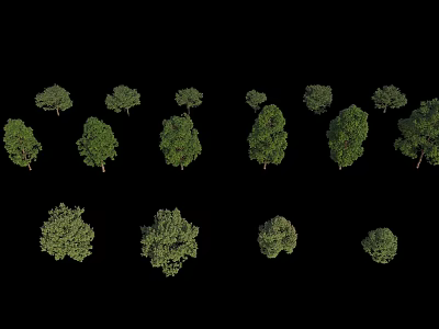 Arbor Collection Featuring Various Sizes Shapes and Green Foliage Canopies 3d model