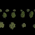 Arbor Collection Featuring Various Sizes Shapes and Green Foliage Canopies