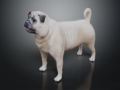 Light Beige Pug Standing Alert On Dark Background With Curled Tail 3d model
