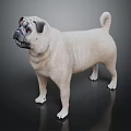 Light Beige Pug Standing Alert On Dark Background With Curled Tail 3d model