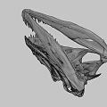 Dinosaur Skull Fossil With Detailed Skeletal Structure And Sharp Teeth On Black Background