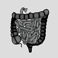 Detailed Game Movie Character Featuring Realistic 3D Intestinal Anatomical Structure Model