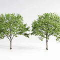 Two Green Arbor Trees With Lush Foliage And Brown Trunks In White Background 3d model
