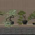 Various Decorative Bonsai Trees In Different Styles Against Striped Wall With Textured Floor