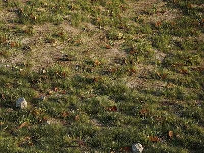 Green Grass Field With Dry Leaves And Scattered Stones In Natural Setting 3d model