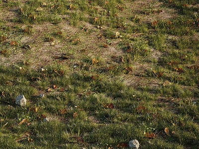 modern grassland 3d model