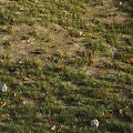 Green Grass Field With Dry Leaves And Scattered Stones In Natural Setting