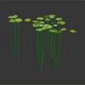 Water Lilies With Green Lily Pads And White Flowers In Aquatic Setting With Reflections