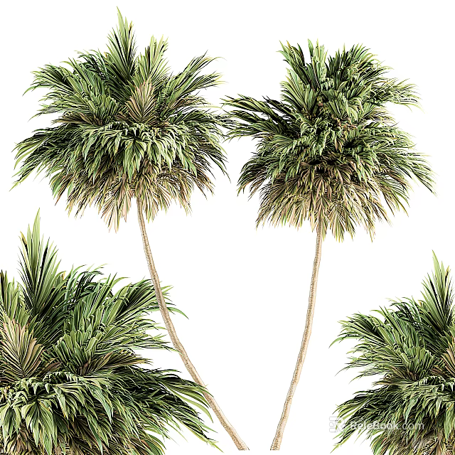 Lush Green Palm Trees With Tall Trunks And Dense Foliage In Natural Scene 3d model 