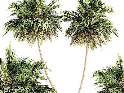 Lush Green Palm Trees With Tall Trunks And Dense Foliage In Natural Scene 3d model
