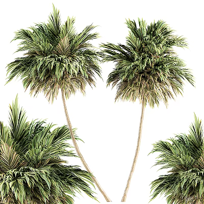 Lush Green Palm Trees With Tall Trunks And Dense Foliage In Natural Scene 3d model