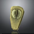 Ancient Trilobite Fossil Specimen Preserved in Stone With Detailed Exoskeleton Structure