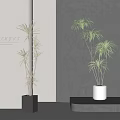 Indoor Bonsai Potted Plants With Square Black And Cylindrical White Planters In Modern Designer Interior