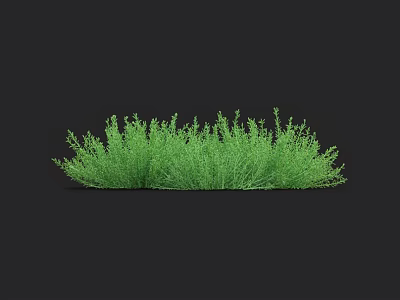Lush Patch Of Green Grass With Dense Foliage Against Black Background 3d model