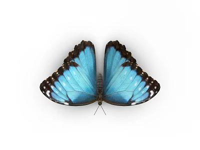 Beautiful Blue Butterfly With Vibrant Wings And Detailed Patterns As Flying Insect 3d model
