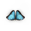 Beautiful Blue Butterfly With Vibrant Wings And Detailed Patterns As Flying Insect