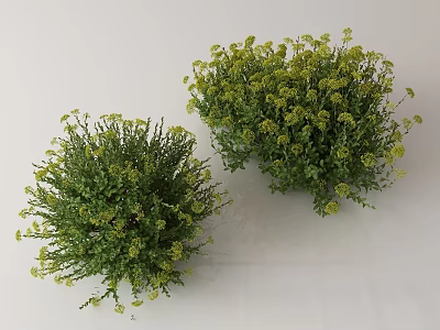 Two Potted Lush Green Flowering Plants With Small Yellow Blooms 3d model