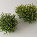 Two Potted Lush Green Flowering Plants With Small Yellow Blooms