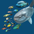 Giant Mola Mola and Colorful Small Fish Swimming in Underwater Ocean Scene with Various Aquatic Species