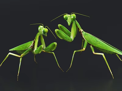 Two Green Praying Mantises in Natural Interaction on Dark Background Close Up View 3d model