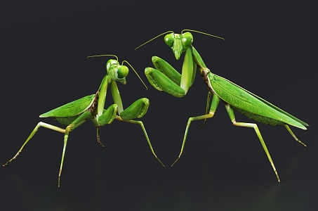 mantis insect grasshopper pest 3d model