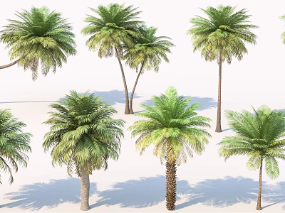 Multiple Palm Trees With Varying Heights And Green Fronds On White Background 3d model