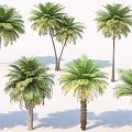 Multiple Palm Trees With Varying Heights And Green Fronds On White Background