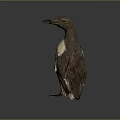 Brown and White Flying Seabird Standing Upright on Dark Background with Natural Plumage